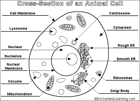 biologyanimalcell.gif