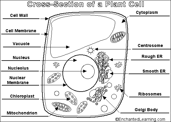 biologyplantcell.gif