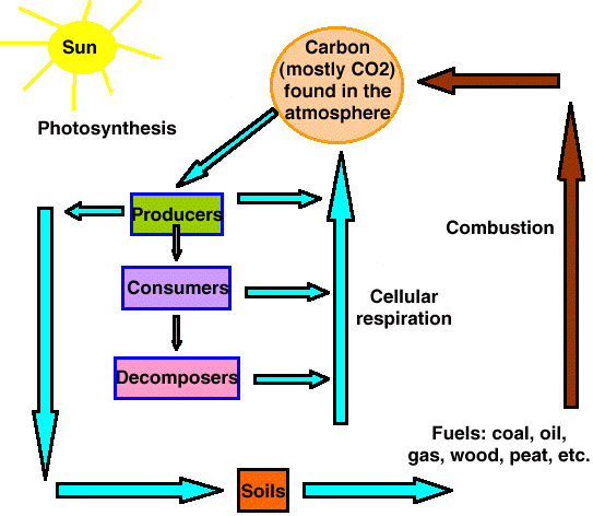 sciencecarboncycle.gif
